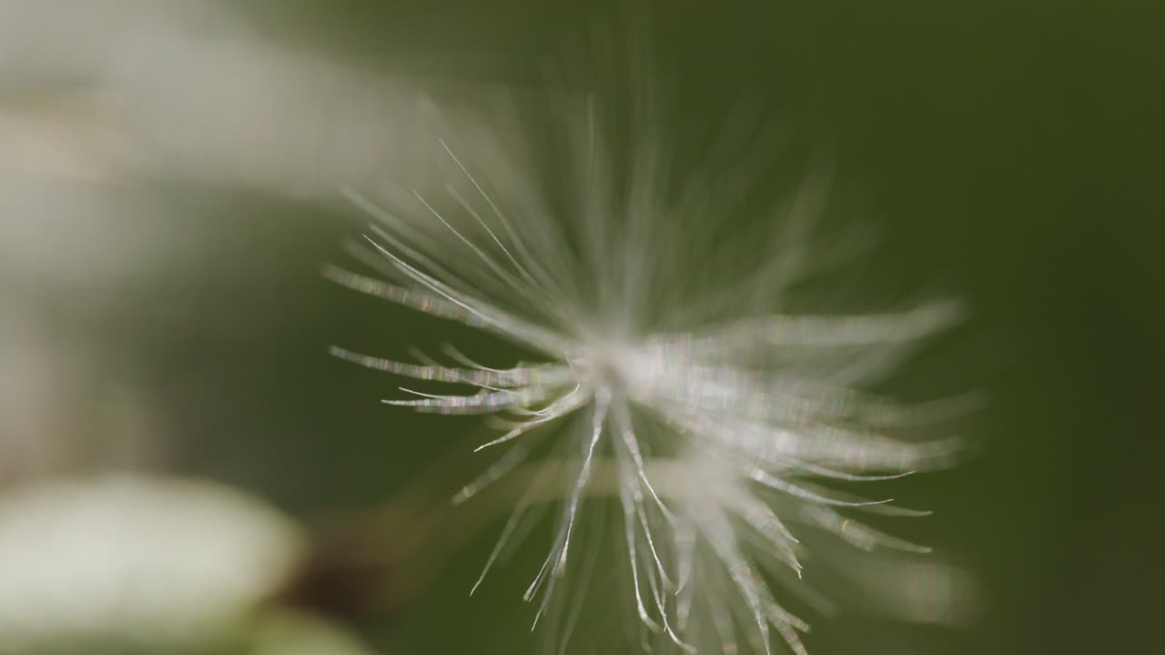 단델리온 씨의 클로즈업