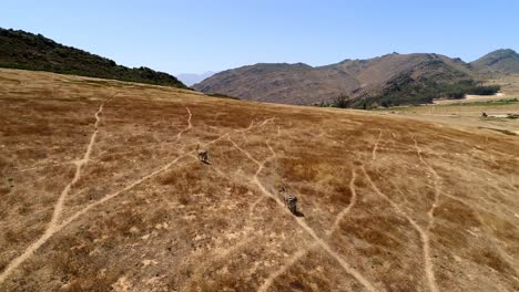 Zebras-running-on-landscape