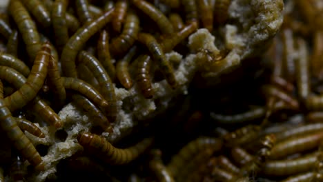 the mealworm is a species of darkling beetle used to feed pets like fish, snakes, birds, and frogs