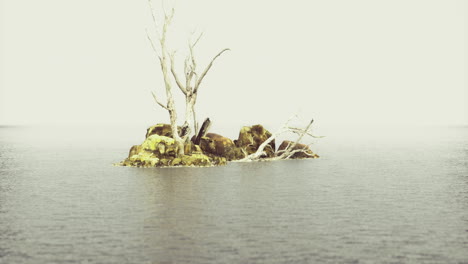 mysterious rocky island with bare trees in a tranquil water landscape
