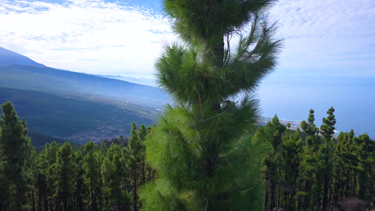 Vista del Teide sobre exuberantes pinares y pueblos en las Islas Canarias
