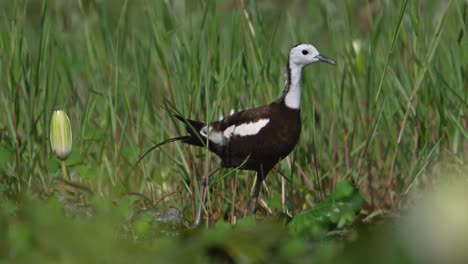 Fasanenschwanzjacana-Mit-Wunderschönen-Küken,-Die-Morgens-Im-Seerosenteich-Fressen