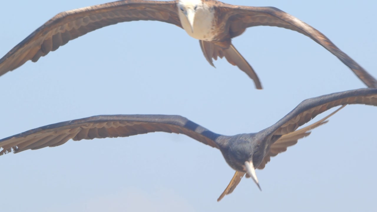 Frigatebird gliding into headwind while looking down Piura Peru, close up