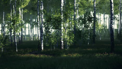 Tranquil Birch Forest
