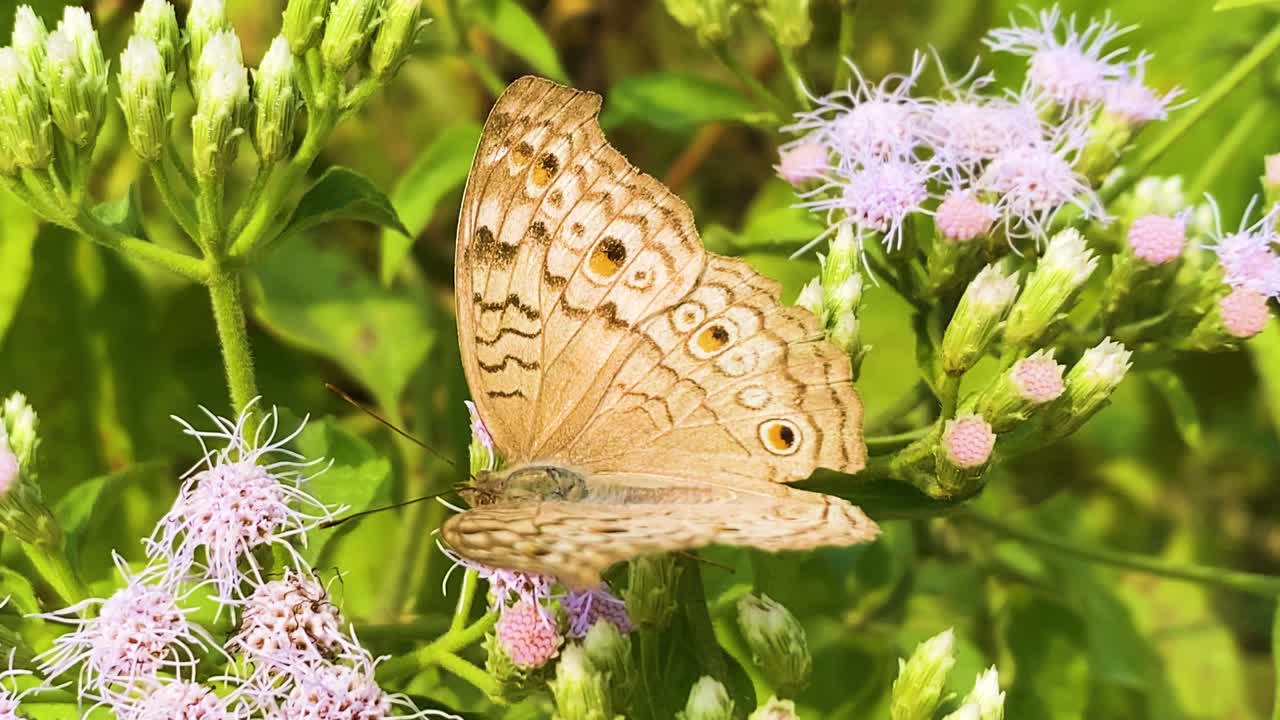 Primo piano di una farfalla pansè grigia in cerca di polline e appoggiata su fiori colorati di erba siamese