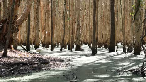 a spoonbill wades through a paperbark tree swamp in search of food