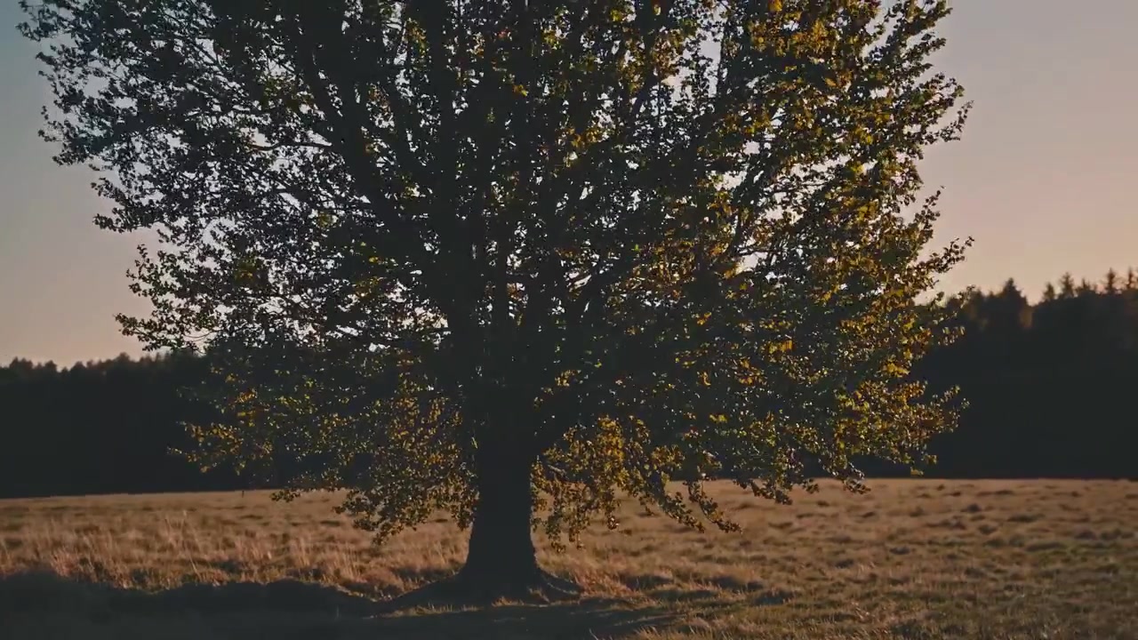 Grande albero deciduo solitario in un prato al tramonto