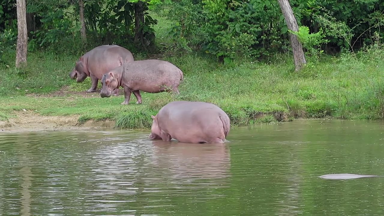 Toma panorámica de tres hipopótamos invasores, uno de ellos caminando por el agua del río hacia la orilla.
