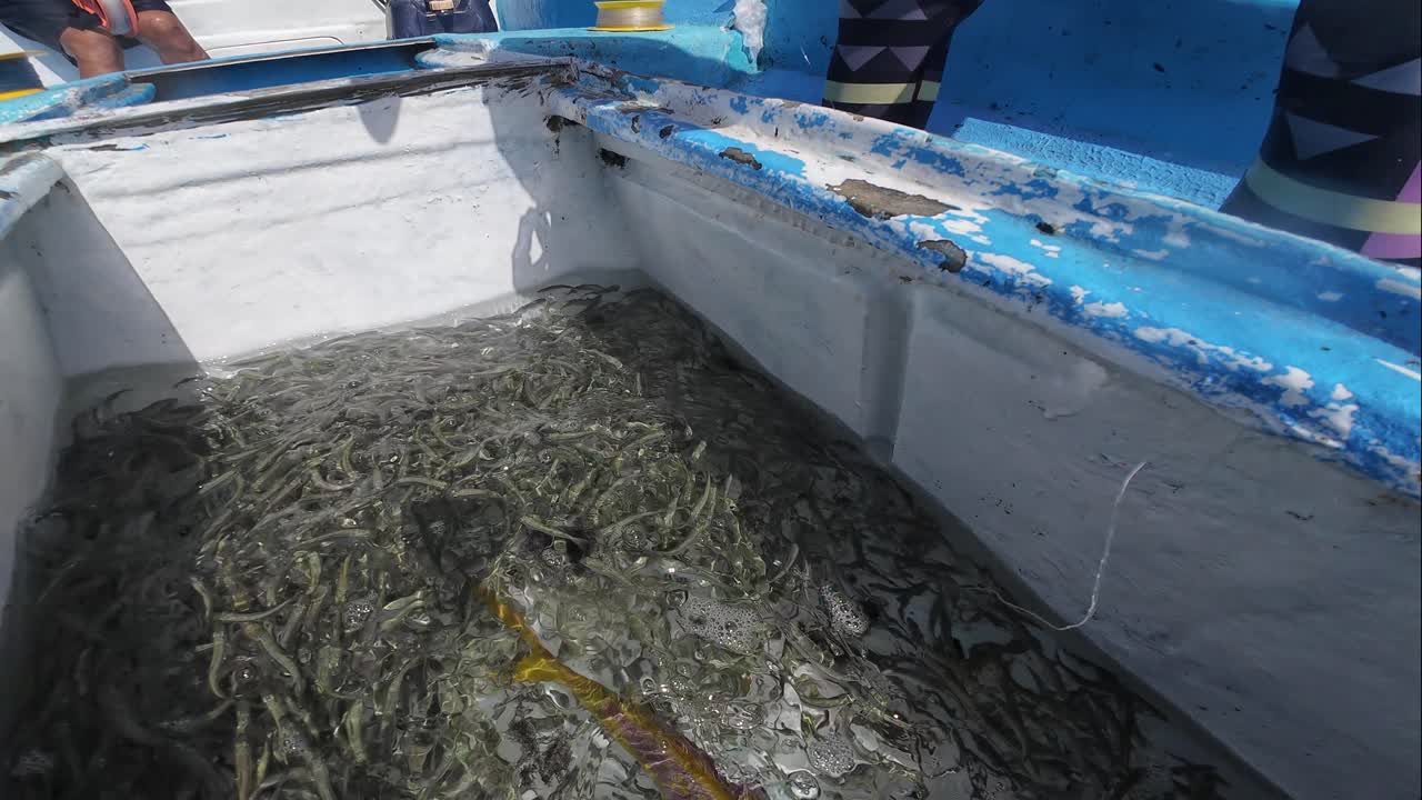 Mani di un pescatore che rimuove un amo da un dentice e prende esche vive di sardine da una vasca d'acqua su una barca da pesca durante una giornata di sole in mare.