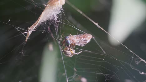 closeup of a metepeira spider moving around a dipteran caught on her web