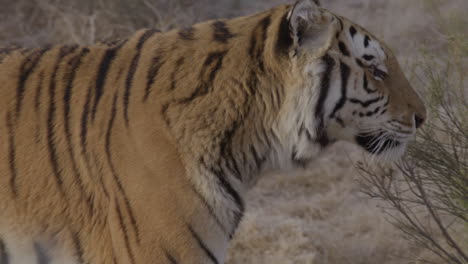 tigre en cámara lenta mirando a la cámara y caminando