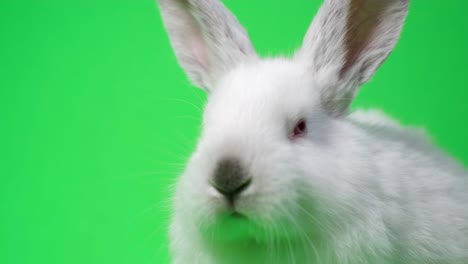 close-up of a white rabbit on a green screen