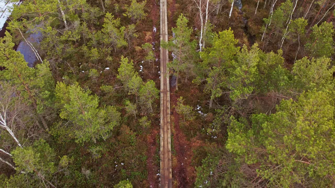 línea recta de camino de madera en medio de un denso bosque de coníferas, de arriba hacia abajo