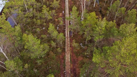 straight line of wooden pathway in middle of dense conifer forest, top down