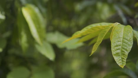 Close-up-panning-clip-of-Annona-reticulata-leaves