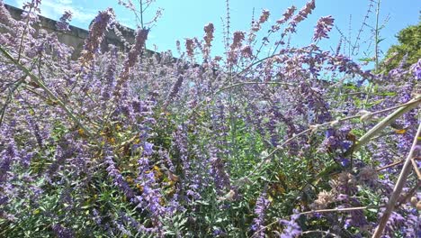 el colibri explora el vibrante arbusto de lavanda en bourg