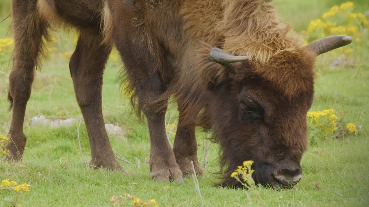 A bison calmly grazes on green grass among wildflowers in a highland landscape