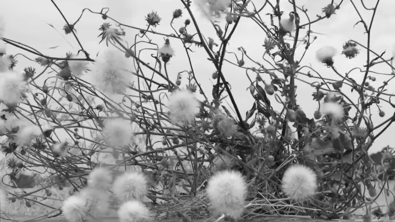 Black and white video of moving dandelions on a windy day
