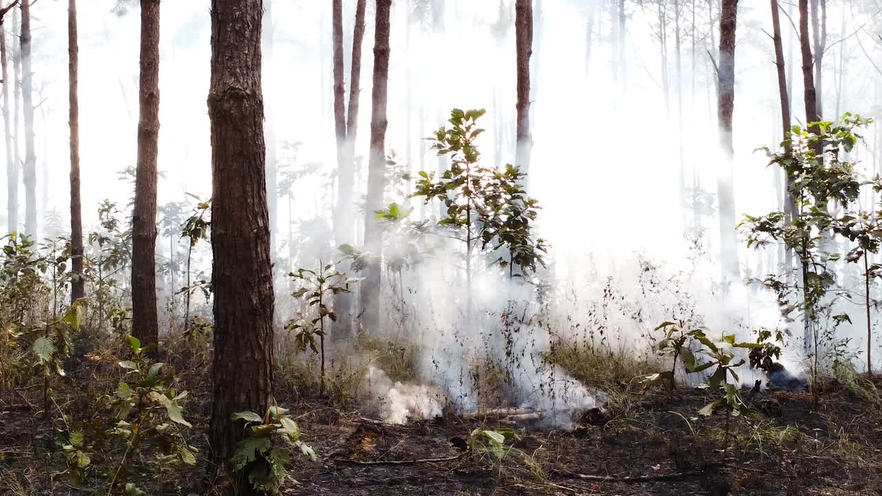 bosque humeante, ramas de árboles ardiendo