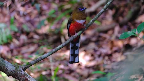 red-headed trogon, harpactes erythrocephalus, thailand