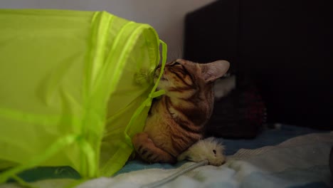 Beautiful-tabby-cat-playing-with-a-toy-whilst-laying-on-a-bed,-natural-light