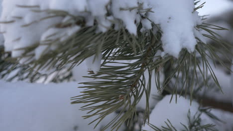 ramas de pinos nevados