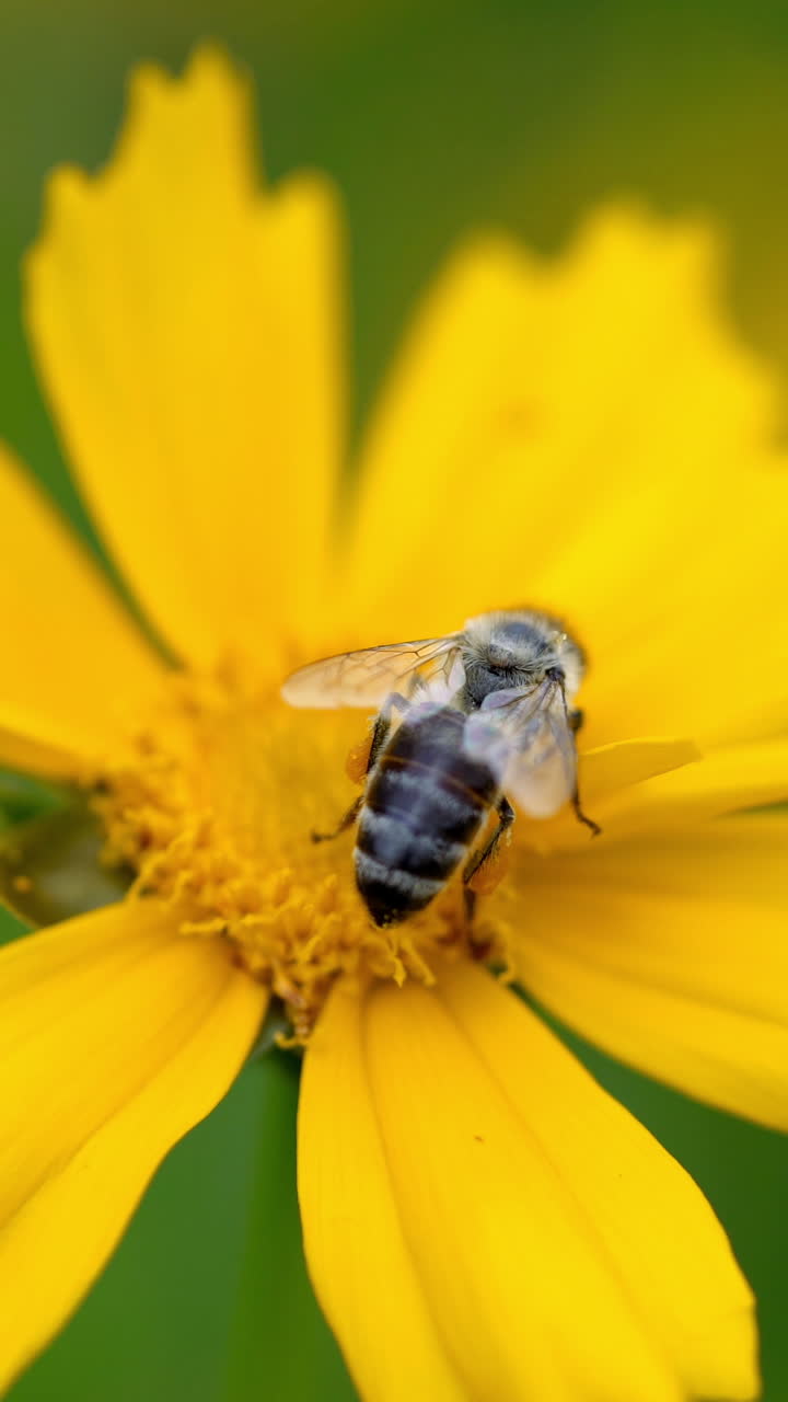 Beautiful yellow Coreopsis auriculata flower in the garden. Summer flowers Vertical video