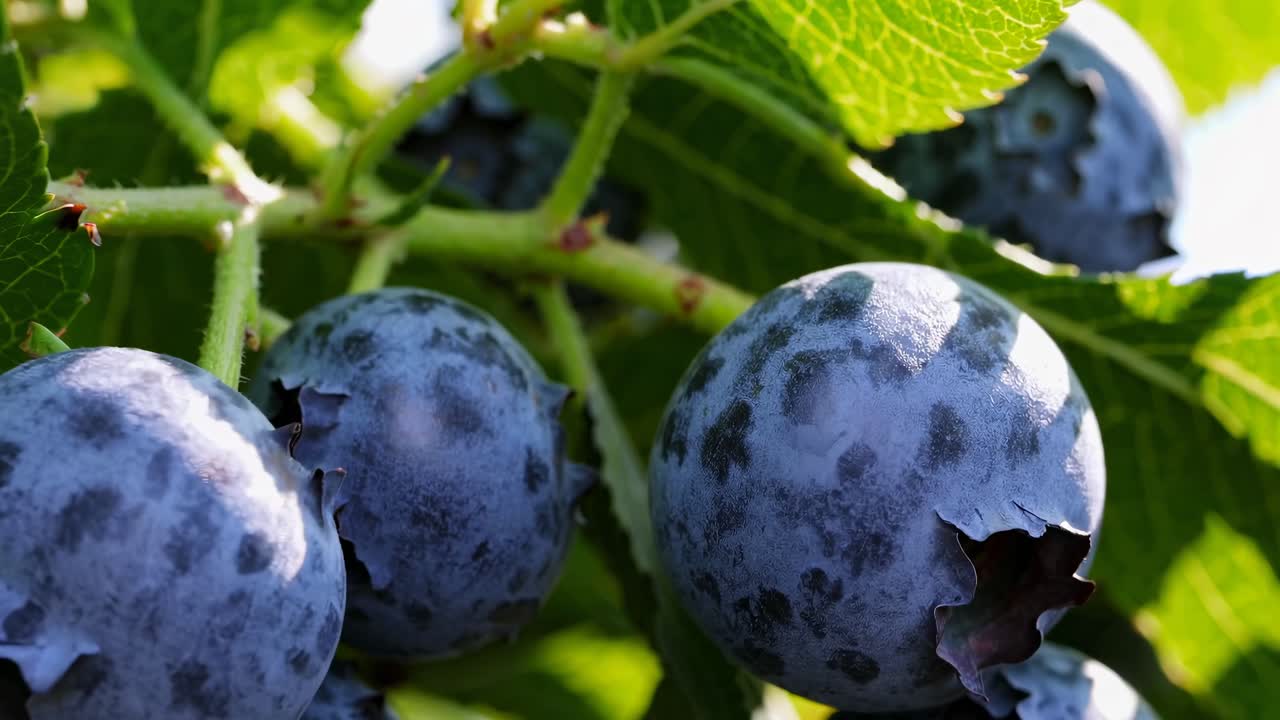 Close-up video of ripe blueberries on a bush, captured from a low angle