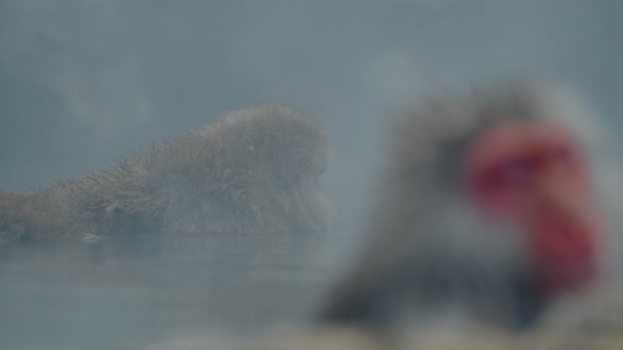 지고쿠다니 온센 (jigokudani onsen) 의 온천에서 잠수하는 동안 깊은 생각에 빠진 눈 원이의 평온한 아름다움을 발견하십시오.