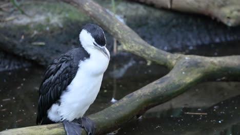 little pied cormorant grooming on a branch