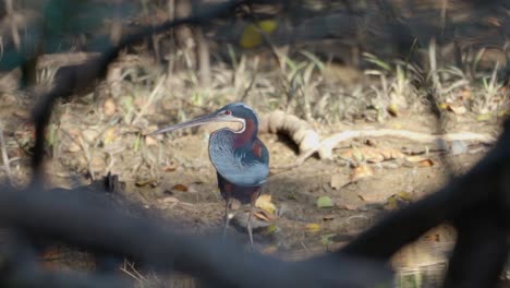 The-rare-and-elusive-Agami-Heron