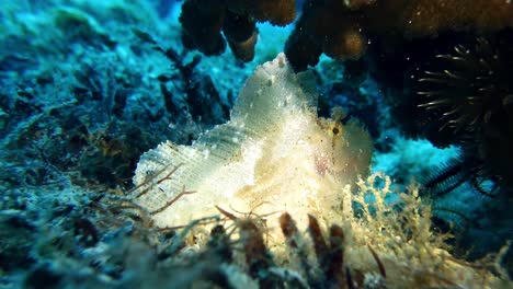 white leaf scorpionfish sitting on coral reef in maurtius island