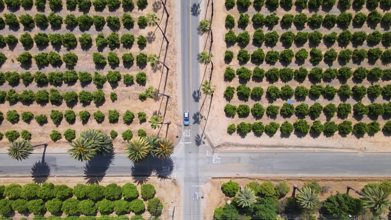 Top-down aerial shot ascends a road through UC Riverside's Citrus Gardens, beginning from an intersection, amidst lush citrus fields