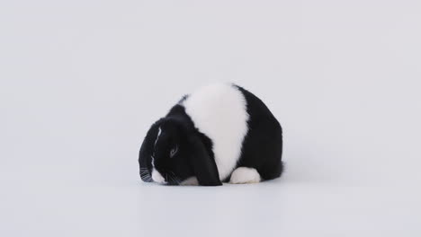 studio shot  of miniature black and white flop eared rabbit eating food on white background