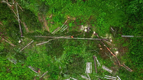 A-logging-site-in-a-lush-green-forest-with-scattered-felled-trees,-aerial-view