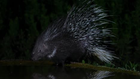 indian crested porcupine is drinking at night from a natural spring