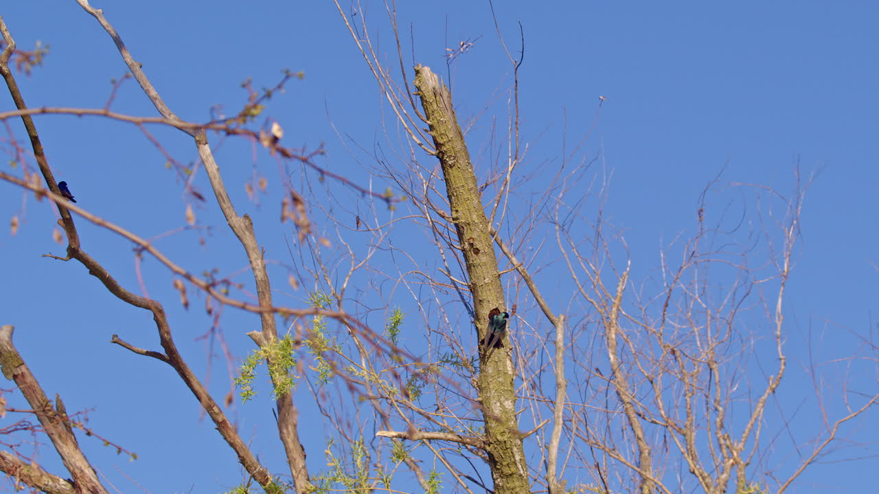 Springtime aerobatics of purple martins, shot in cinematic slow motion.