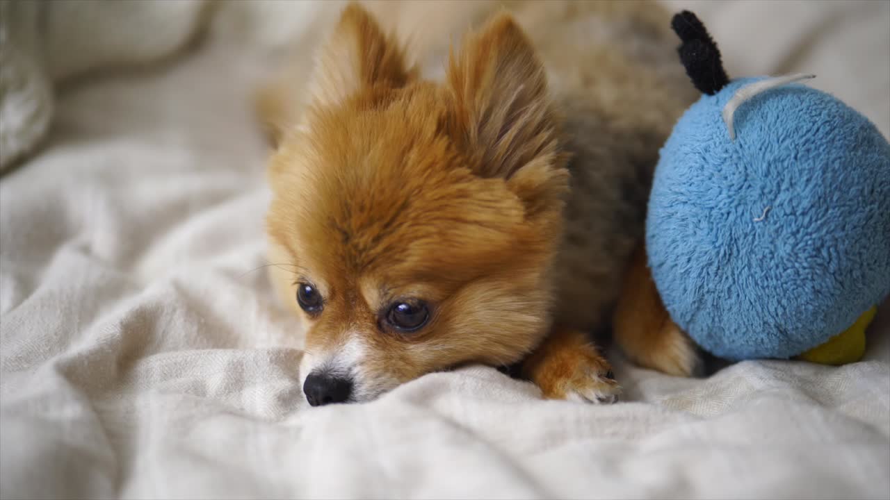 hermoso cachorro pomerania