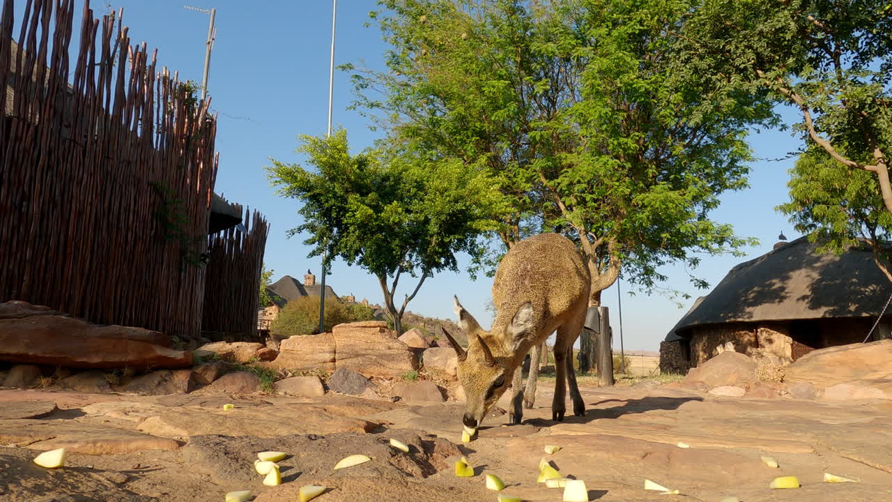 Frontal POV shot of cute klipspringer eating fruit at African game lodge