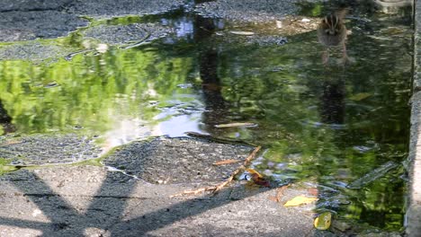 three small birds cooling off and drinking from a puddle on the sidewalk after a rainstorm in new york city
