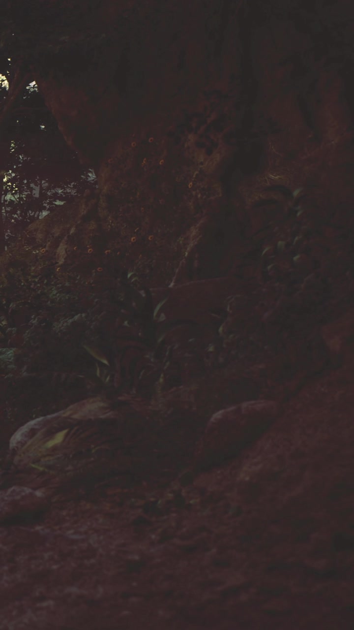Walking on a dirt path surrounded by plants in the forest during evening