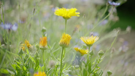 disparo ancho de algunas flores silvestres que crecen en un jardín alemán