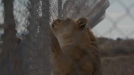 Leones-Alimentándose-A-Través-De-Una-Valla-En-El-Zoológico