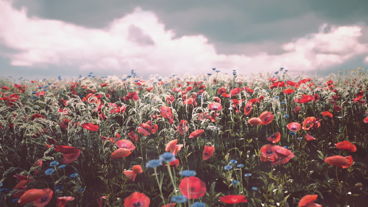 Farverig mark med røde valmuer og blå blomster under en skyet himmel