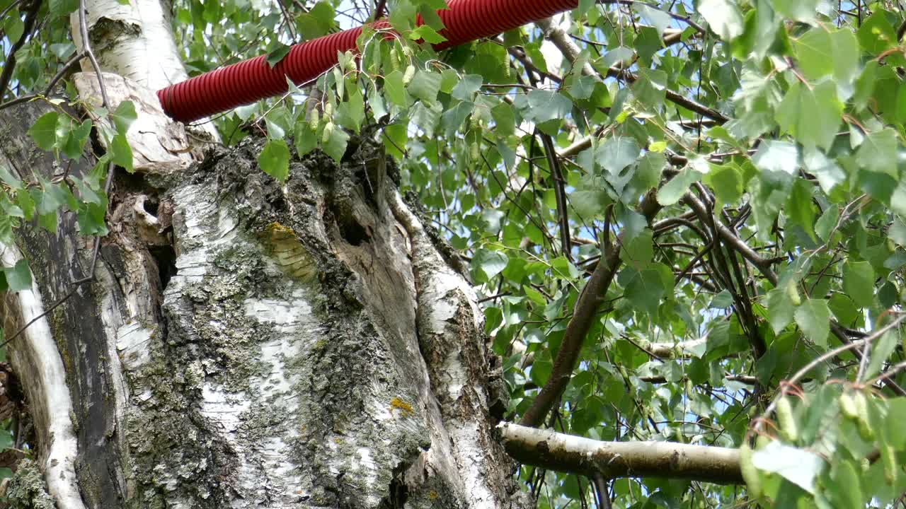 유라시아 후투티라고 불리는 희귀한 새가 새끼 새에게 먹이를 주기 위해 둥지로 기어들어갑니다.