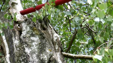 Un-Pájaro-Raro-Llamado-Abubilla-Euroasiática-Se-Mete-En-Su-Nido-Para-Alimentar-A-Sus-Pájaros-Bebés