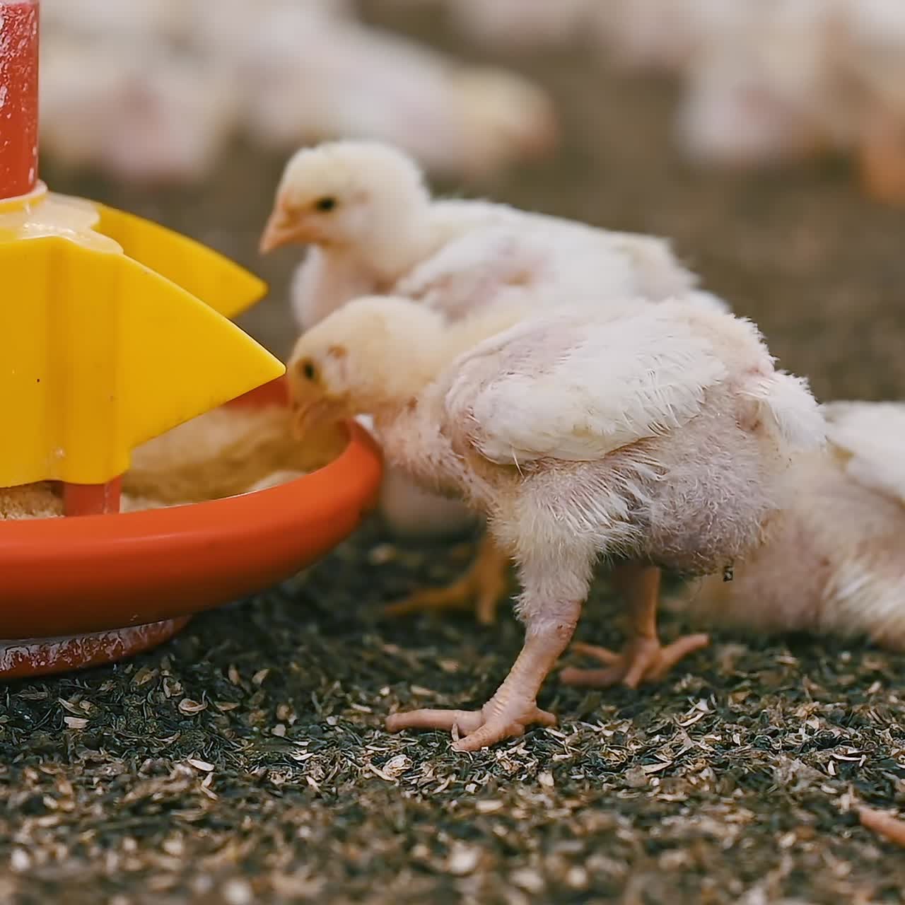 Broiler birds near trough inside a poultry farm. Cute chickens fattening on agriculture factory. Barn with chicks eating compound feed