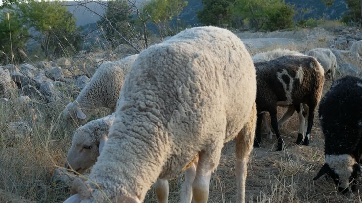 Pecore al pascolo nel pascolo