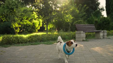 jack russell terrier running in a park