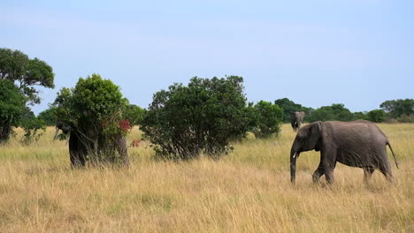 african elephants walking through tall grass with trees scattered in the savanna